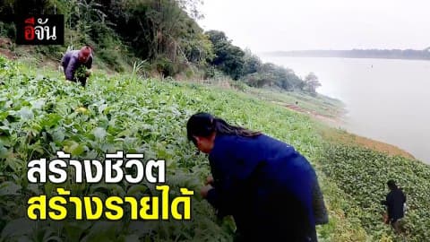 ปลูกผักริมน้ำโขง สร้างรายได้ช่วงน้ำลด