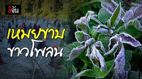 รวมปรากฎการณ์ เหมยขาบขาวโพลนภาคเหนือ