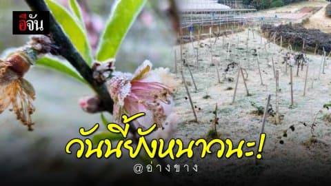 เหมยขาบขาวโพลนเต็มทุ่ง