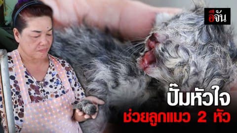 ตะลึง! แมวเปอร์เซีย คลอดลูก มี 2 หัว เจ้าของหวังได้โชคก่อนปีใหม่ ตั้งชื่อ เจ้าเงิน – เจ้าทอง