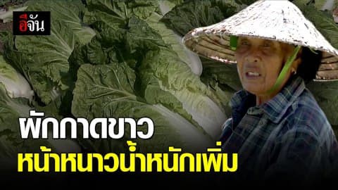 ชาวบ้านพลิกผืนนา ปลูกผักกาดขาว สร้างรายได้