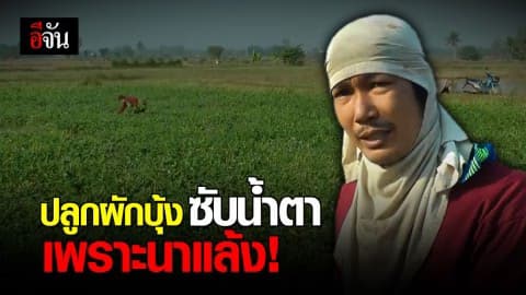 ชาวนาพิจิตรปลูกผักบุ้งสู้ภัยแล้ง