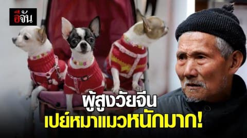 สังคมสูงวัยจีน นิยมเลี้ยงหมา-แมวเพิ่มขึ้น เปย์หนักเหมือนลูก