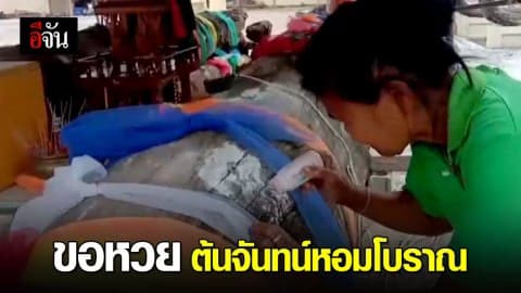 ชาวบ้านขอเลขเด็ดต้นจันทน์หอมโบราณ วัดถ้ำปราสาทนาฬาคิริง