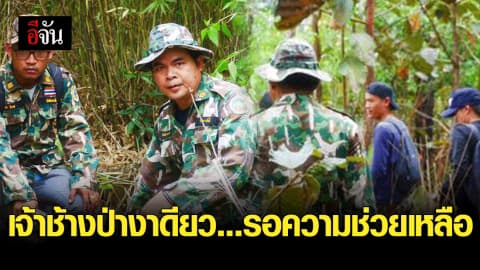 เจ้าช้างป่างาดียว…รอความช่วยเหลือ