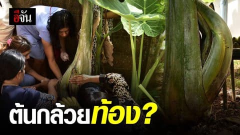 ชาวบ้านฮือฮา ต้นกล้วยประหลาด รูปทรงคดโค้งคล้ายคนท้อง