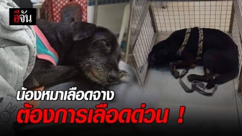 ขอความช่วยเหลืออีจัน น้องหมาเลือดจาง เร่งหาเลือดผ่าตัด