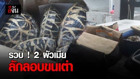 2 ผัวเมียลักลอบขนเต่าข้ามประเทศ ถูกรวบคาสนามบิน