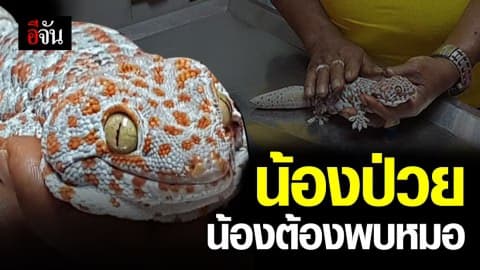 ตุ๊กแกป่วย หางบวม ลุงวัย 62 โร่พาหาหมอ