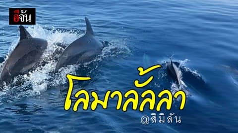 ตื่นตา! ฝูงโลมา แหวกว่ายอวดโฉม ที่สิมิลัน