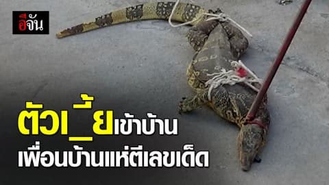 ตัวเงินตัวทอง ! มาให้โชคหรือเปล่า