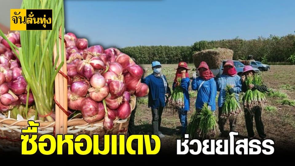 ยโสธร วอนช่วยซื้อ หอมแดง ช่วยเหลือ เกษตรกร พ้นวิกฤต โควิด