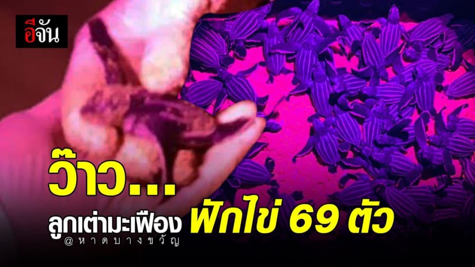 ข่าวดี หาดบางขวัญ พังงา ลูกเต่ามะเฟืองฟักไข่ กว่า 69 ตัว