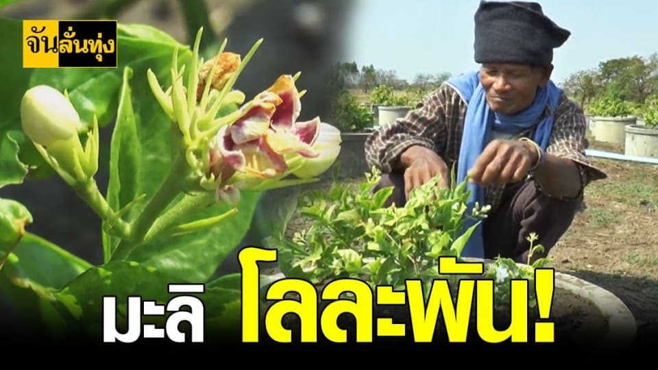 เกษตรกร มะลิ โคราช เครียด หนาว นี้ผลผลิตต่ำ !