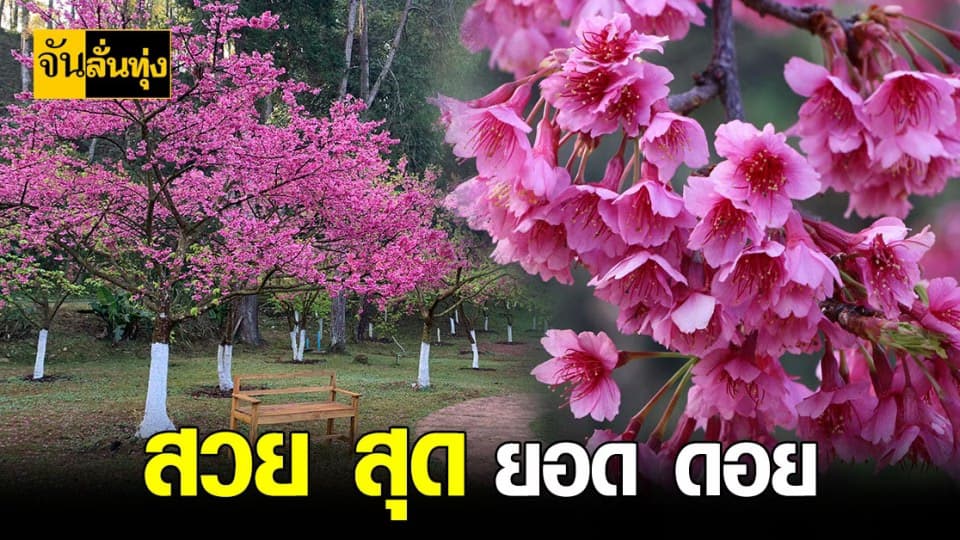 ชม ซากุระ อ่างขาง เชียงใหม่