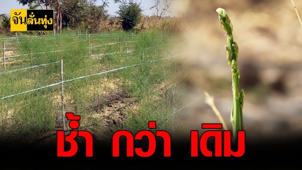 โควิด พาช้ำ! เกษตรกร ขอนแก่น ส่งออก หน่อไม้ฝรั่ง ไม่ได้