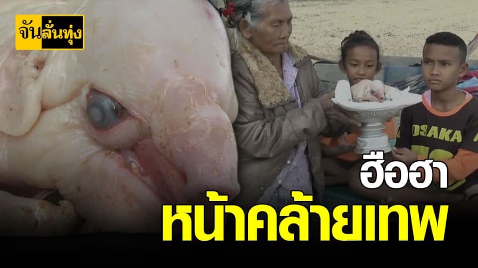 สุดประหลาด ! พบหมูหน้าคล้ายเทพ