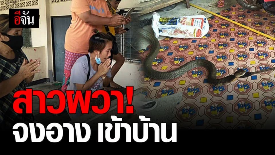 ผวา! งูจงอาง ยาวกว่า 5 เมตร เลื้อยเข้าบ้าน สาวกระบี่ เชื่อเป็น งูเจ้าที่