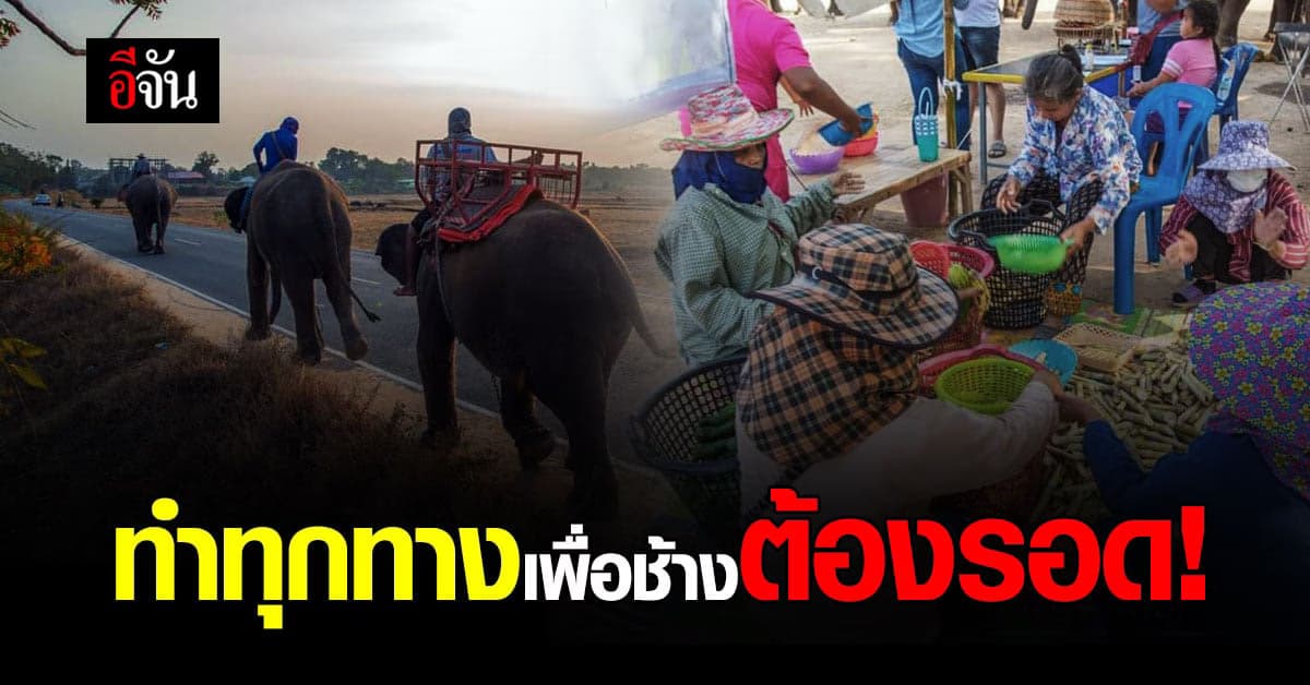 ชาวช้างสะอื้น โควิดยืดทุกข์ยาว ผุดไลฟ์สด-ขายออนไลน์ หาค่าอาหารช้าง