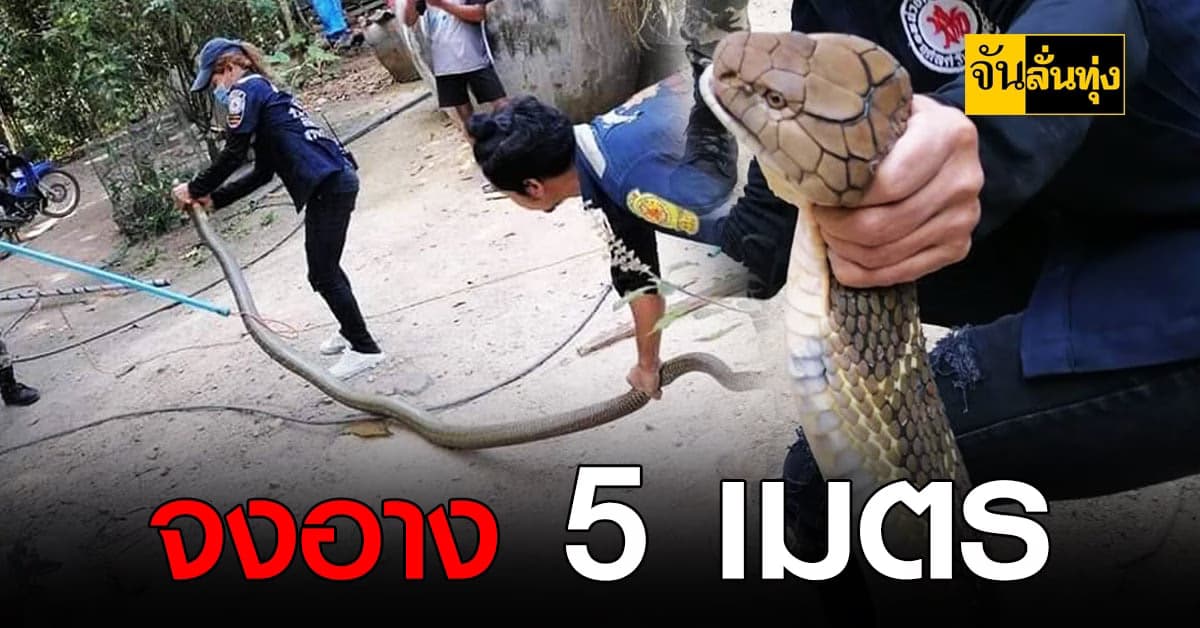 ระทึก สาวกู้ภัยบุกจับ งูจงอาง ยาวใหญ่ไซซ์ 5 เมตร