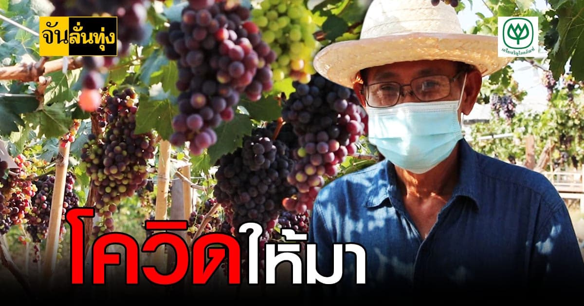 คุณตาวัย 70 ปี ผันชีวิต ปลูกองุ่น สร้างรายได้ ช่วงวิกฤติ โควิด