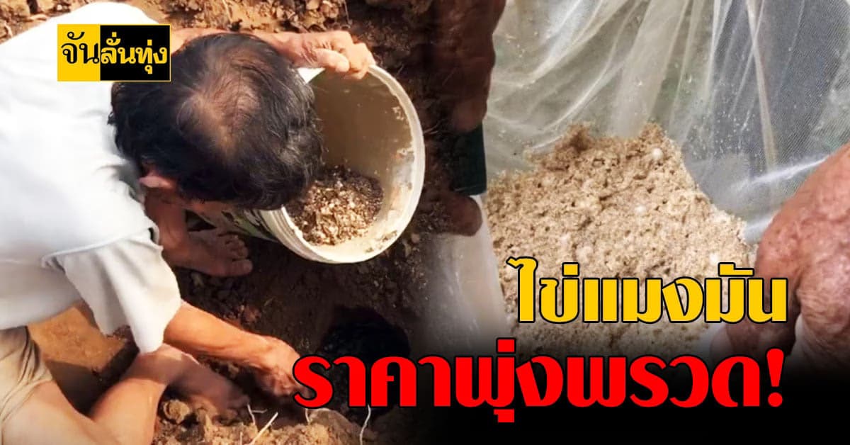 ไข่แมงมัน ราคาพุ่ง ทะยานถึงกิโลกรัมละสองพัน !!