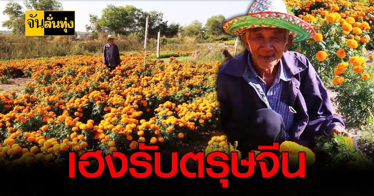 เกษตรกร นครพนม ยิ้มรับทรัพย์ปลูก ดอกดาวเรือง ฟันรายได้นับแสน