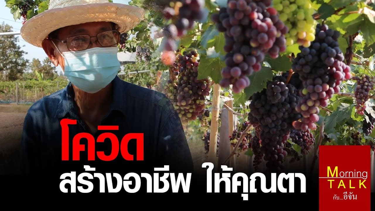 ไร่องุ่นในช่วงโควิด