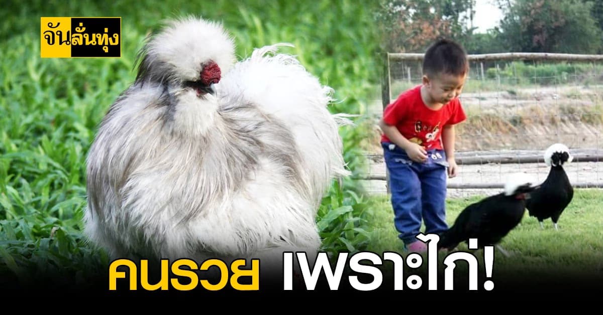 สุดแปลก! หนุ่ม นครสวรรค์ ทุ่มทุนเลี้ยง ไก่ซิลกี้