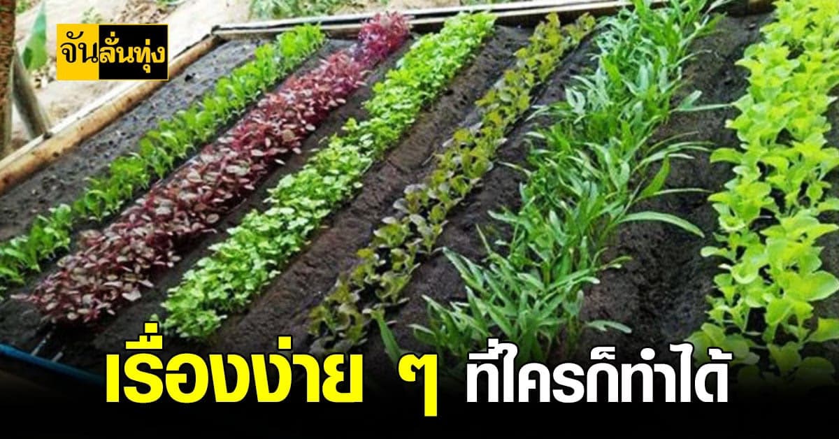 วิธีการ เพาะเมล็ด ผัก สวนครัว 8 ชนิด ที่ปลูกง่ายและโตเร็ว