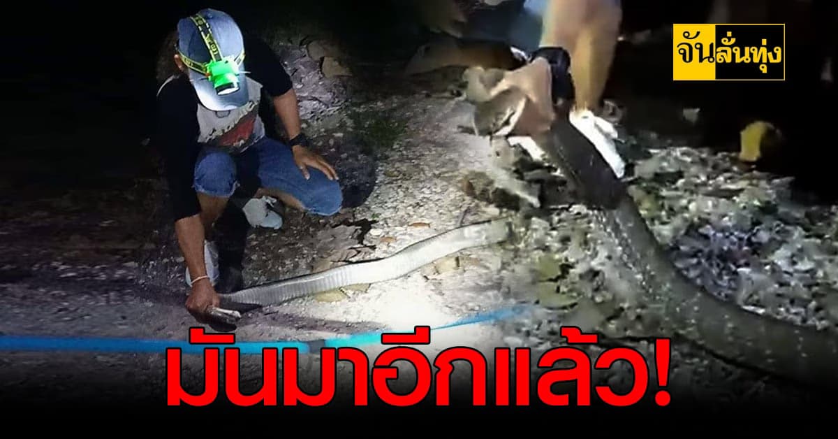 กู้ภัย สาวใต้ใจเด็ด! รุดจับ งูจงอาง ไซซ์ยักษ์ได้อีกแล้ว?!
