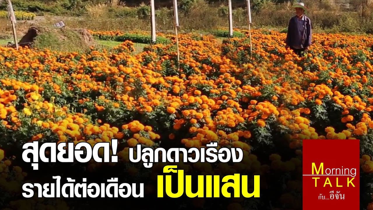 จริงรึ! ดาวเรืองรายได้ หลักเเสน