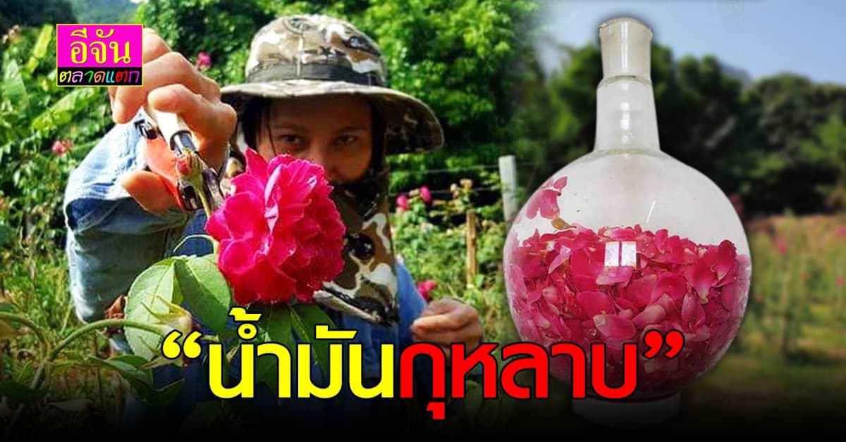 เรื่องเล่า น้ำมันกุหลาบ สรรพคุณที่คุณรู้แล้วต้องอึ้ง!!!