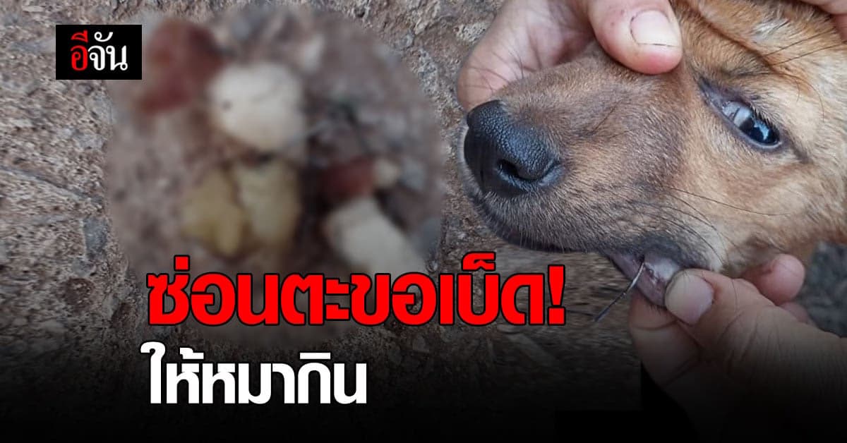 แทงใจคนรักหมา สาวโพสต์ คนใจเถื่อน ซ่อนตะขอเบ็ดในเนื้อ โยนให้หมากิน