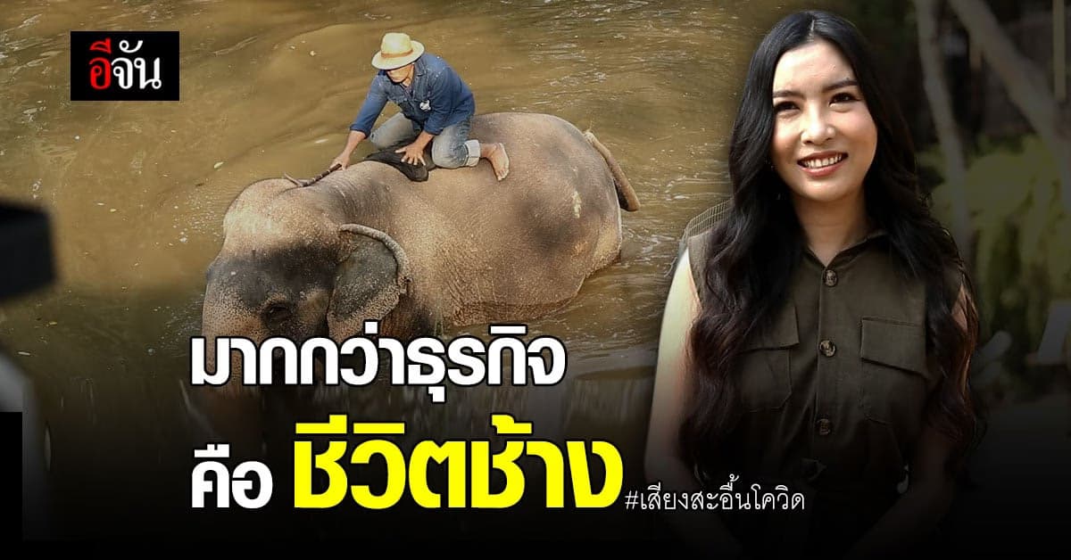 เสียงสะอื้น เจ้าของธุรกิจหมู่บ้านช้างพัทยา มองช้างคาเฟ่ ในวันที่ไม่มีลูกค้า แต่ช้างต้องรอด