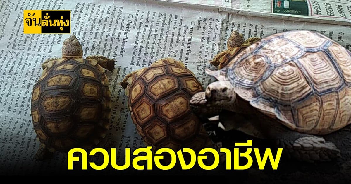 ชาวนาสิงห์บุรี ควบสองอาชีพทั้งเลี้ยง เต่าซูลคาต้า และปลูกข้าว รายได้ดี!