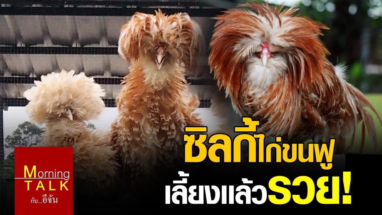 ซิลกี้ ไก่ขนฟู เลี้ยงแล้วรวย!