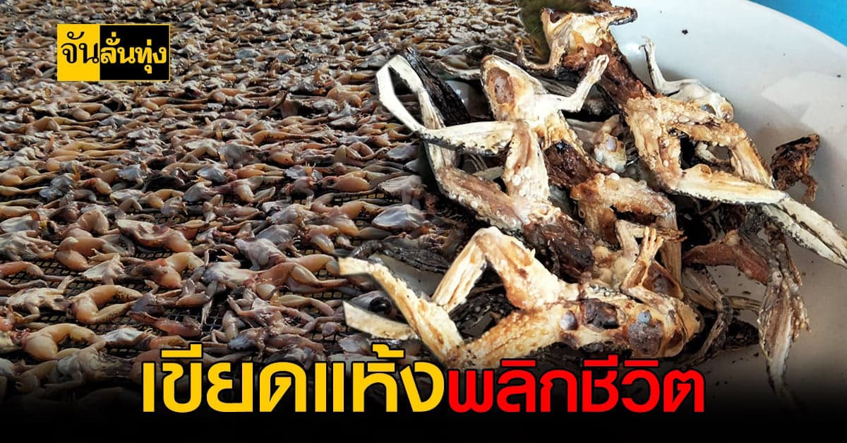 เพราะชีวิตต้องสู้ ! สาวอุบลเลิกทำ โรงงาน หันมาส่ง เขียด ตากแห้งส่งขาย รายได้ดีกว่าเดิมหลายเท่าตัว