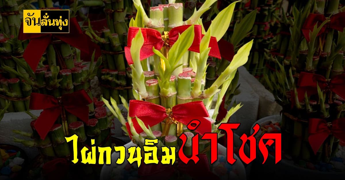 ไผ่กวนอิม ไหว้เจ้าต้อนรับ วันตรุษจีน