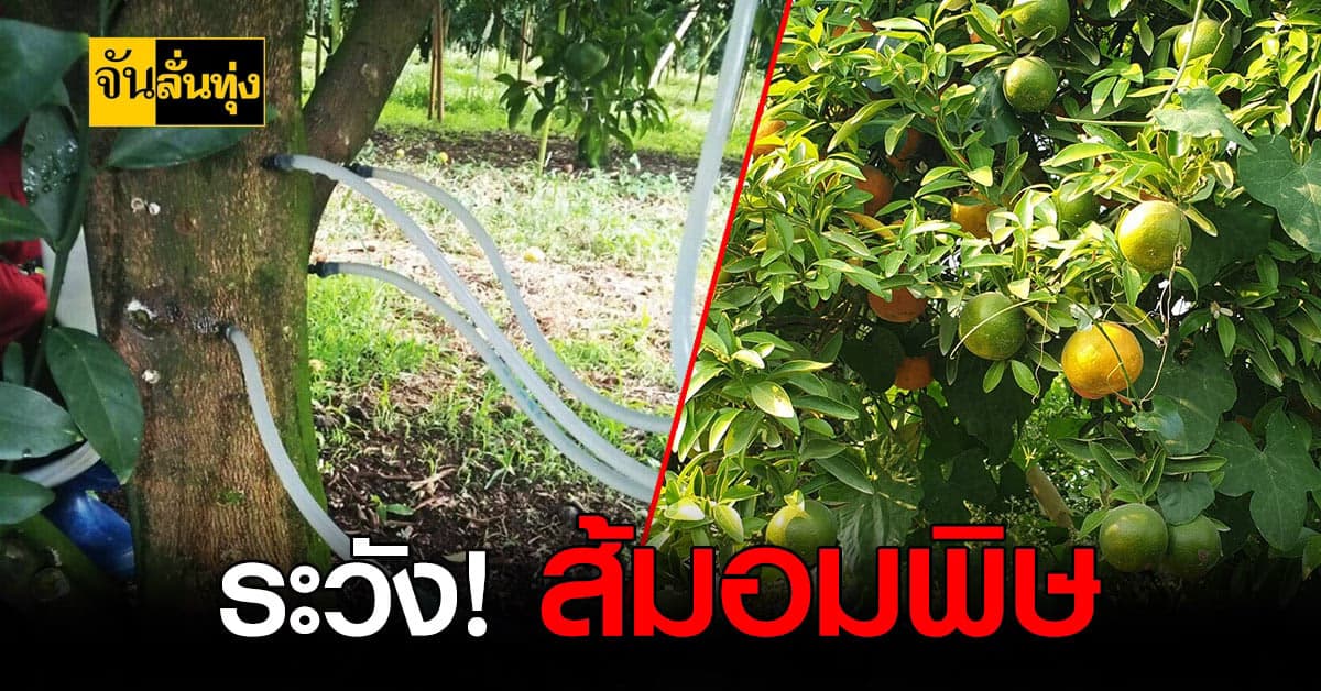 นักวิชาการ เตือน! ส้มอมพิษ ปนสารเคมี