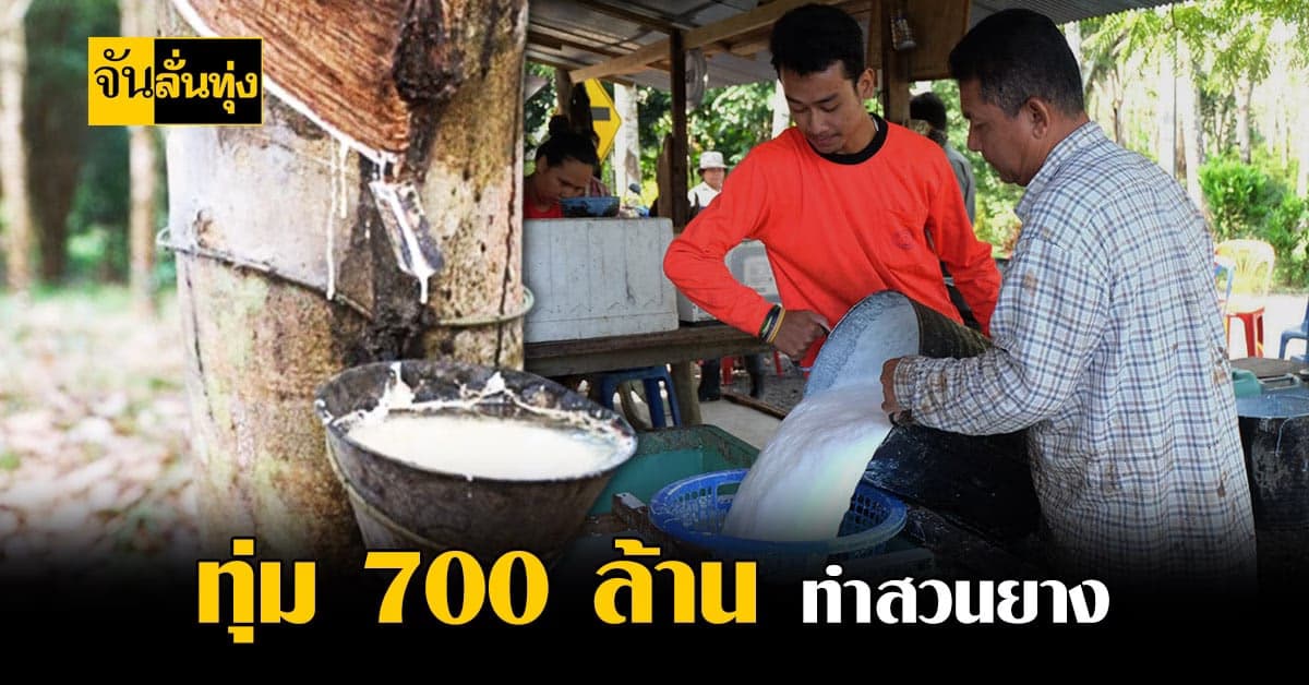 สนับสนุนการทำสวนยางแปลงใหญ่ การทุ่ม 700 ล้านบาทช่วย