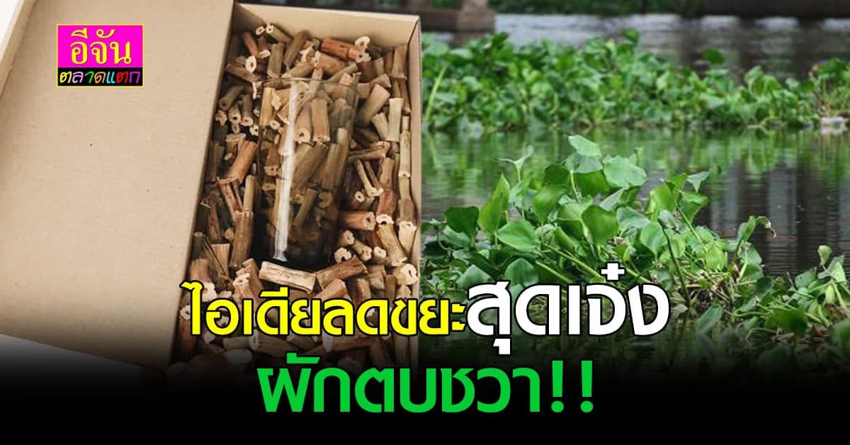 ผักตบชวา กันกระแทก วัสดุทดแทนที่ทนทาน