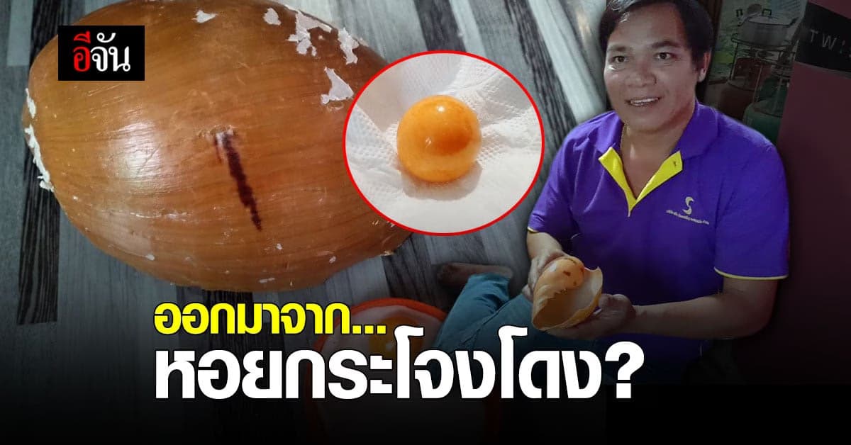หนุ่มซื้อ หอยกระโจงโดง มาต้มกิน เจอไข่มุกเมโล ไหลออกมา