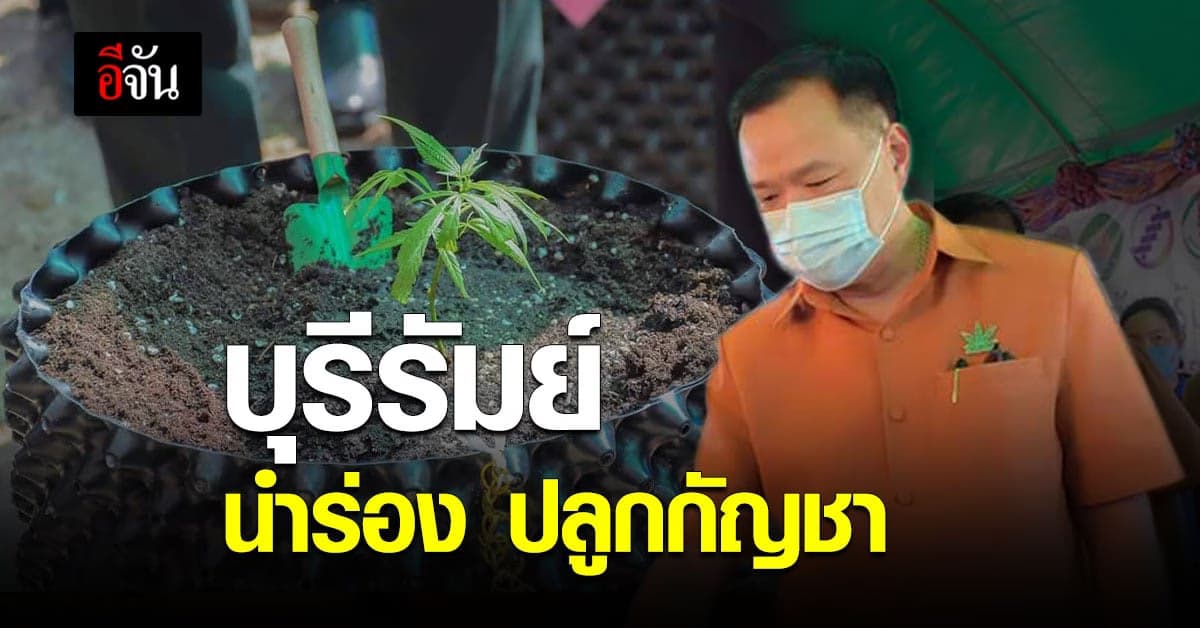 บุรีรัมย์ นำร่อง โมเดล ปลูกกัญชา บ้านละ 6 ต้น