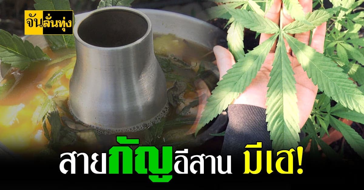 ม.สุรนารี โคราช จับมือภาคเอกชน เสิร์ฟเมนู กัญชา พาฟิน