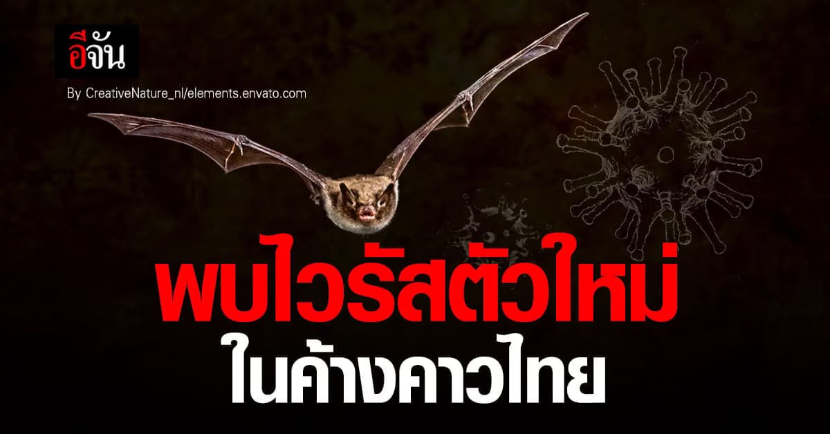 ผลวิจัย ชี้ พบไวรัสตัวใหม่ในค้างคาวในไทย คล้าย โควิด