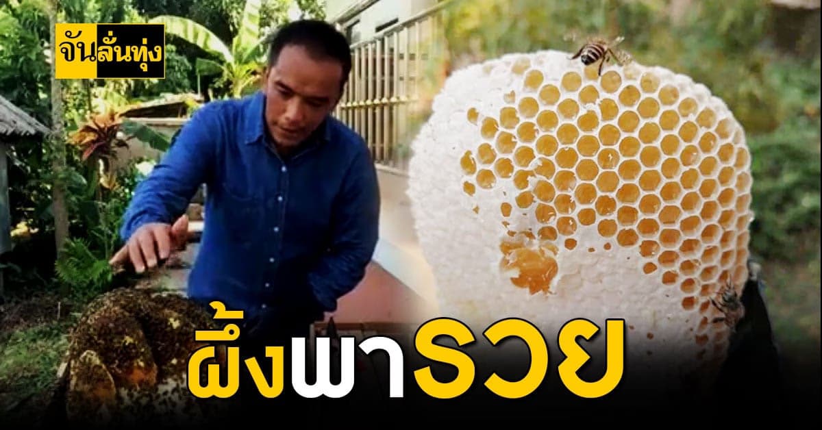ครูหนุ่มเชียงราย เลี้ยงผึ้ง สร้างรายได้เสริม