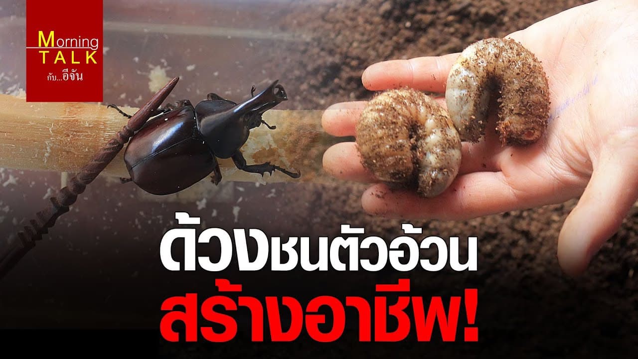 มารู้จักอาชีพสร้างรายได้กันค่ะ #หนอนด้วงกว่างชน