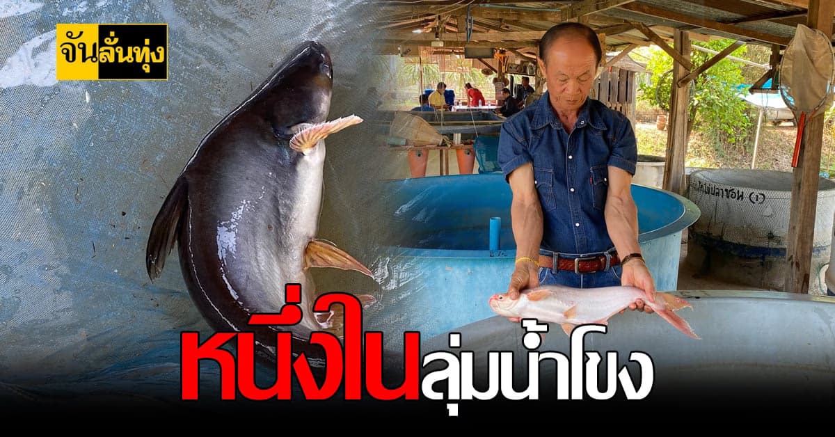 ฟาร์มปลา หนองคาย เจ๋ง เร่งพัฒนาสายพันธุ์ ปลาสวายเผือก หนึ่งเดียวใน แม่น้ำโขง