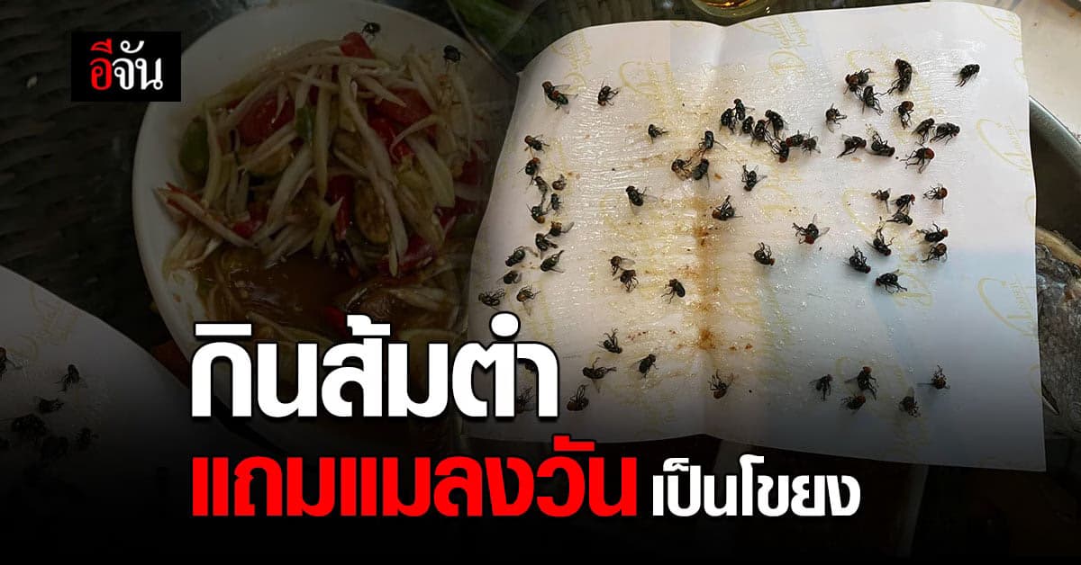 กินลงไหม? หนุ่มโวย ร้านส้มตำ แมลงวันเป็นโขยง – วางแผ่นดัก แมลงวัน กลางโต๊ะ